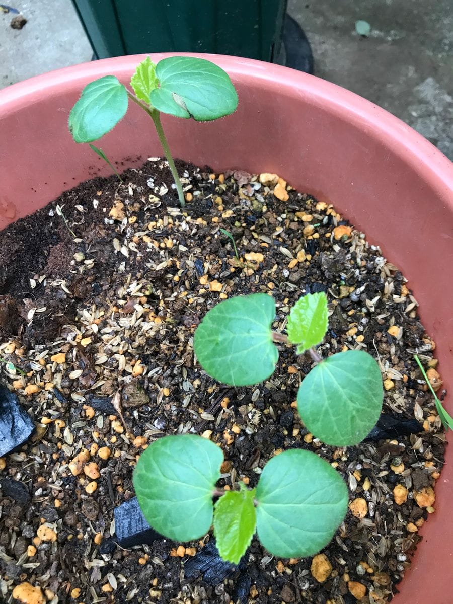 翡翠オクラ、無農薬栽培にチャレンジ！ 本葉が出ました🌱