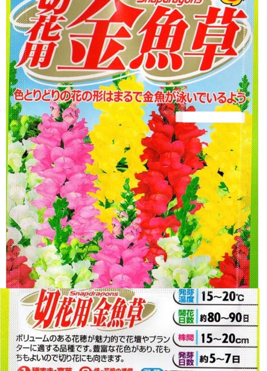 種から金魚草  (秋まき、冬越し、開花4月～採種7月→秋まき) 切り花用でした