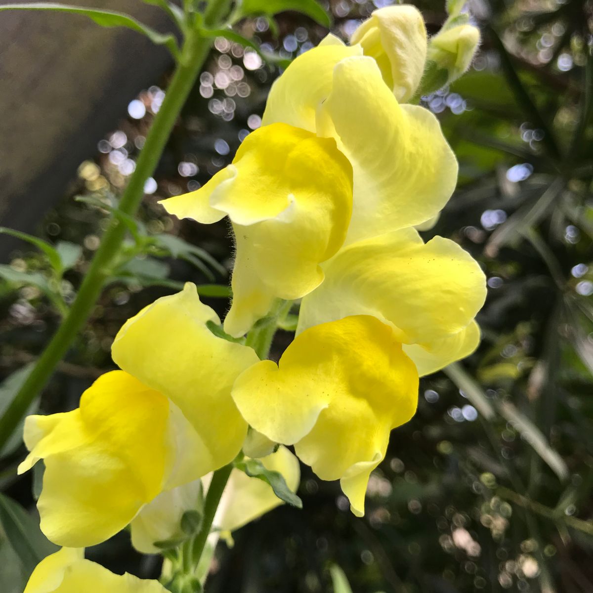 種から金魚草  (秋まき、冬越し、開花4月～採種7月→秋まき) 花色･･･黄色