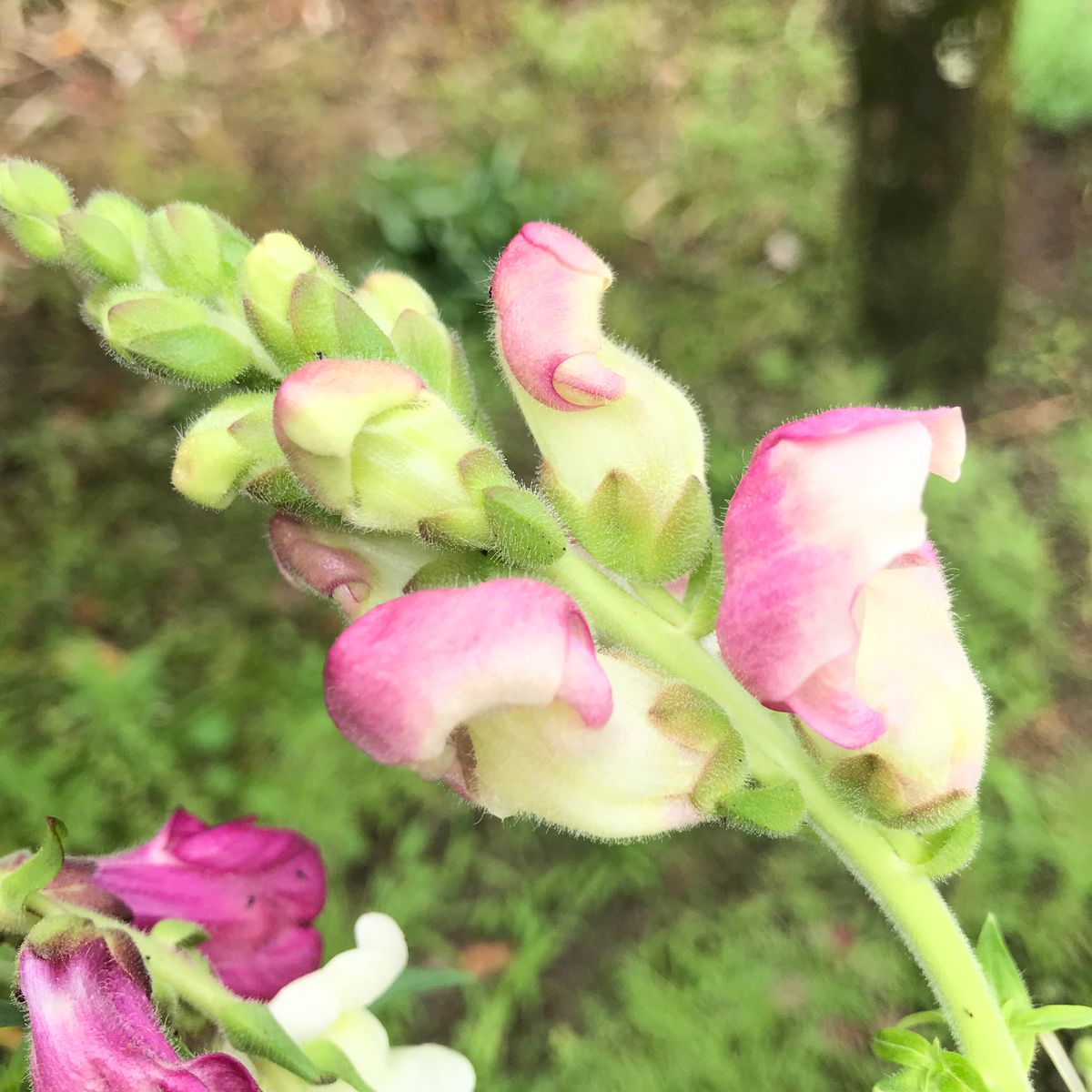 種から金魚草  (秋まき、冬越し、開花4月～採種7月→秋まき) ピンク×白色･･･？