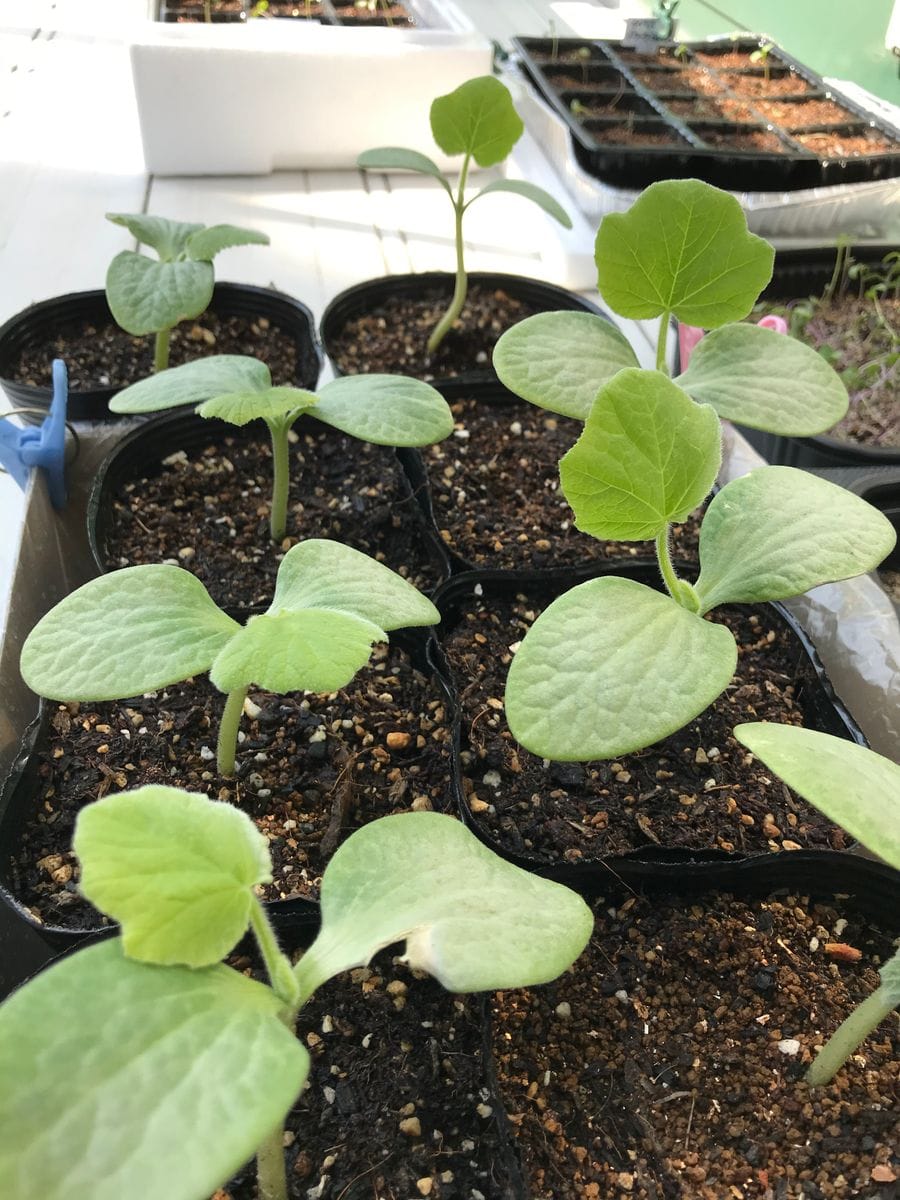 苗の成長 13日目 バターナッツかぼちゃ ベランダで空中栽培中 そだレポ みんなの趣味の園芸