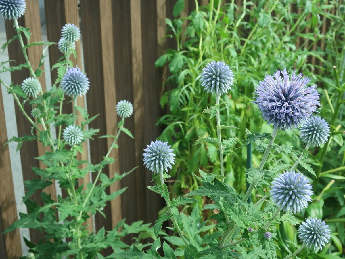 ３代目！・・暖地でタネからルリタマアザミ 2021年７月　水色の花が開いてきました