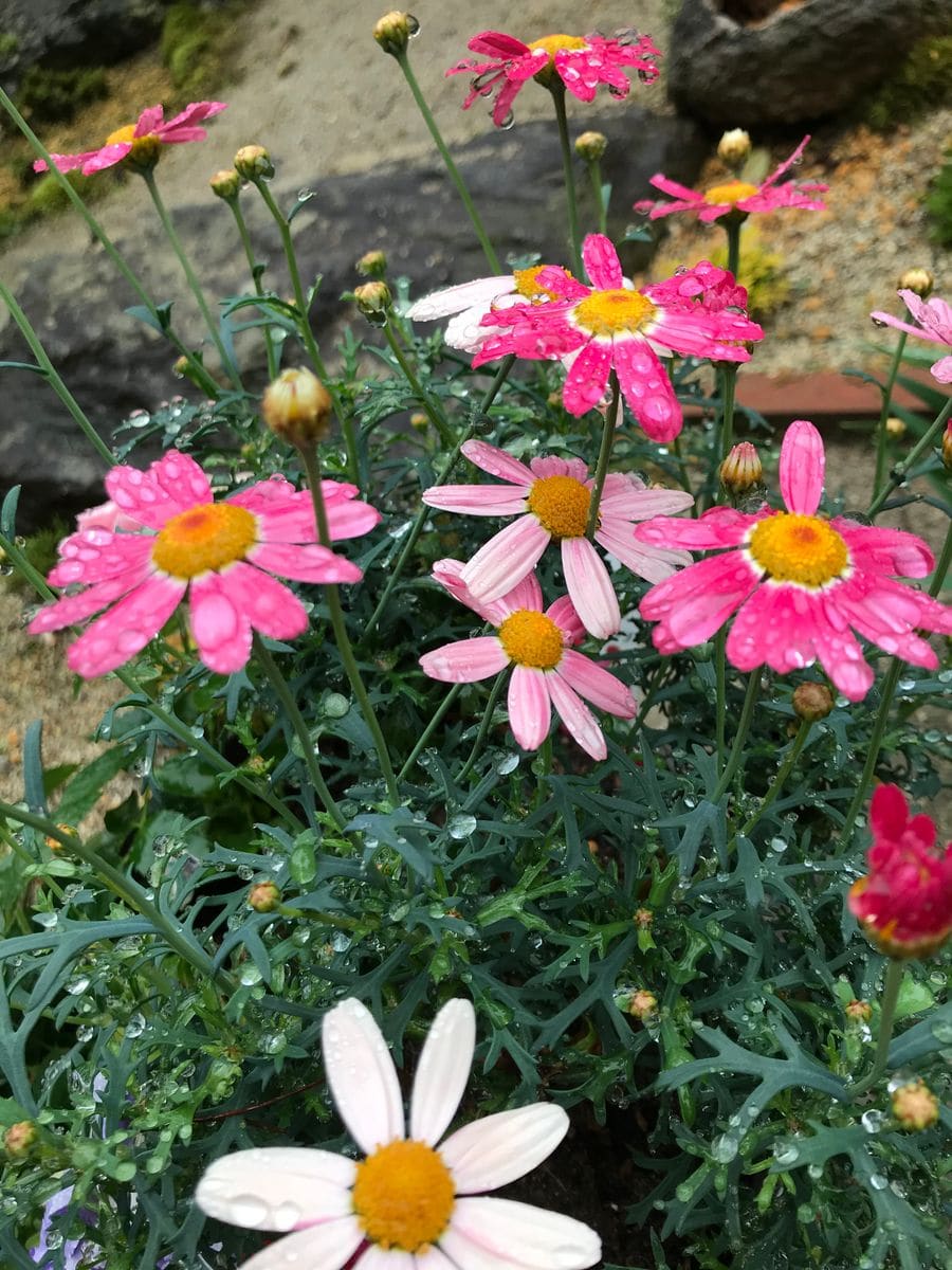 マーガレットの挿し芽。こりゃ簡単！…ん？ 親株は満開です🌸