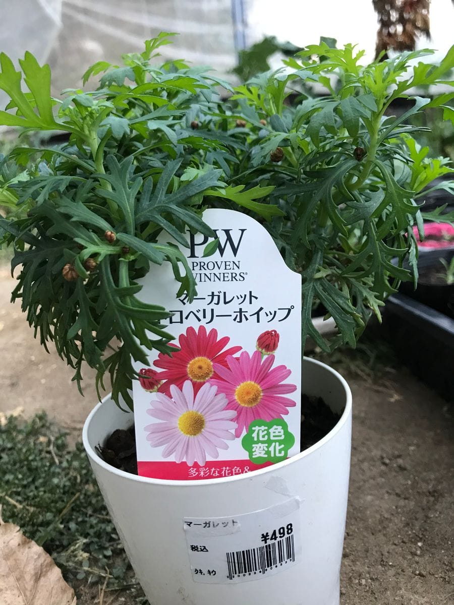 マーガレットの挿し芽。こりゃ簡単！…ん？