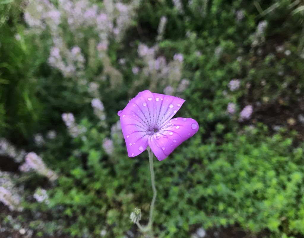 アグロステンマを種から 開花