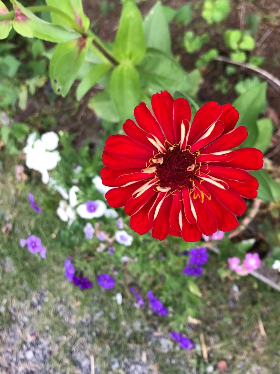 ダイソーの混合百日草（ジニア）を種から育てる。 2020年6/24 開花🌸