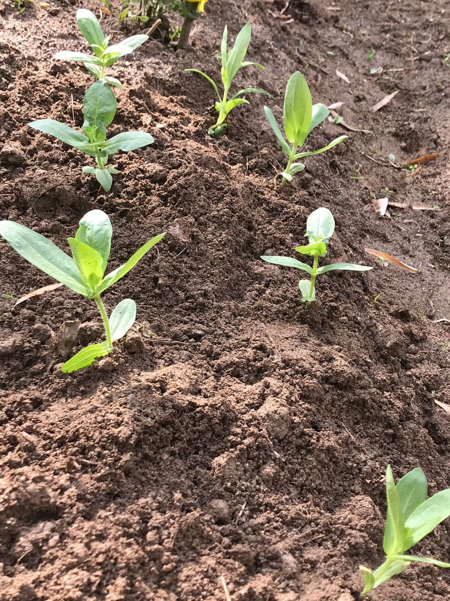 ダイソーの混合百日草（ジニア）を種から育てる。 2020年5/24 定植① 畑へ