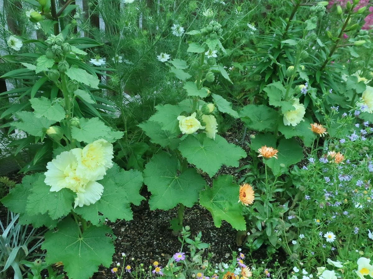 タネから・・コンパクトサイズのタチアオイを秋蒔きで！ ５月１９日　特等席でも開花！