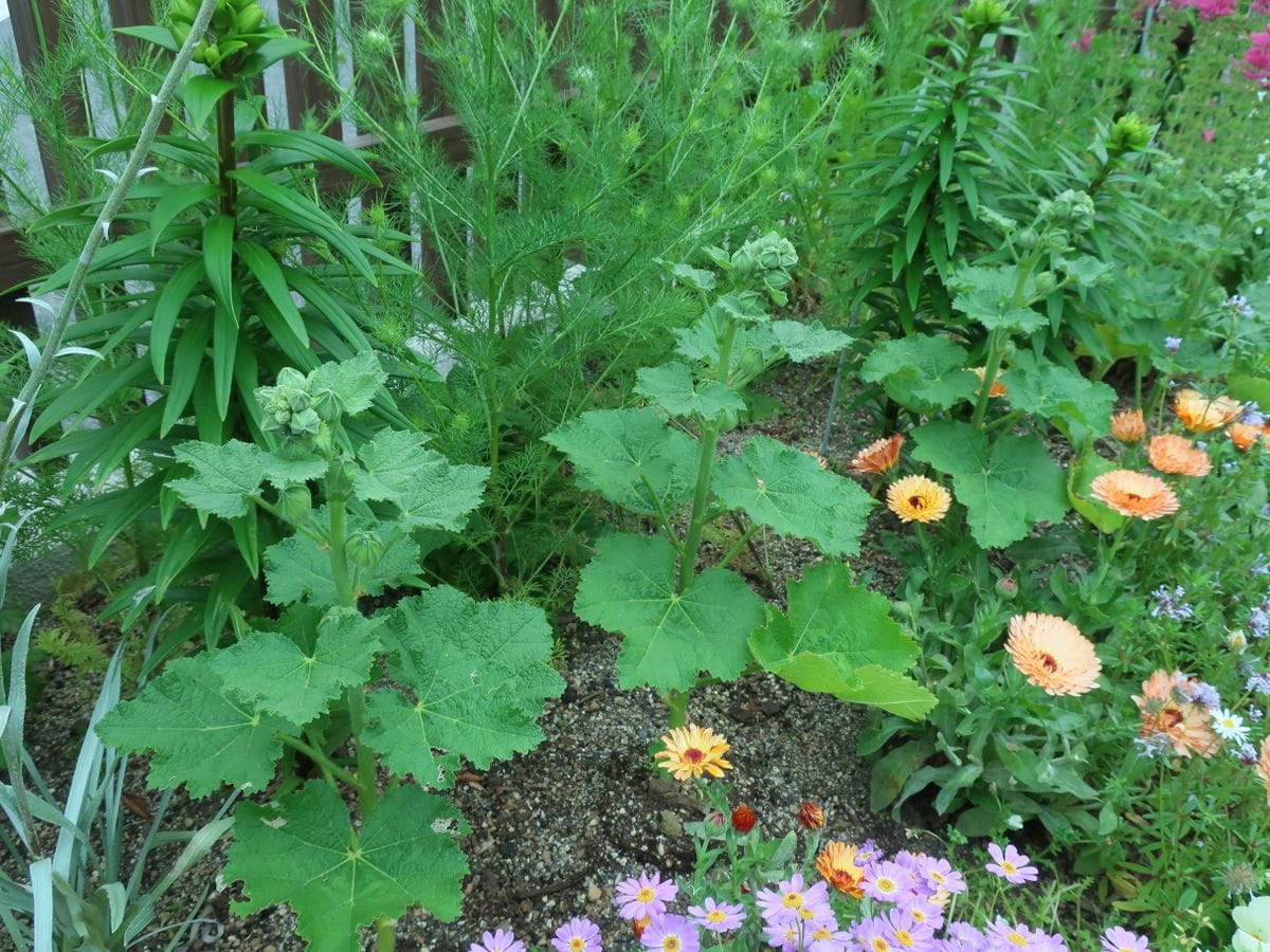 タネから・・コンパクトサイズのタチアオイを秋蒔きで！ ５月９日　花壇で大きくなってます！