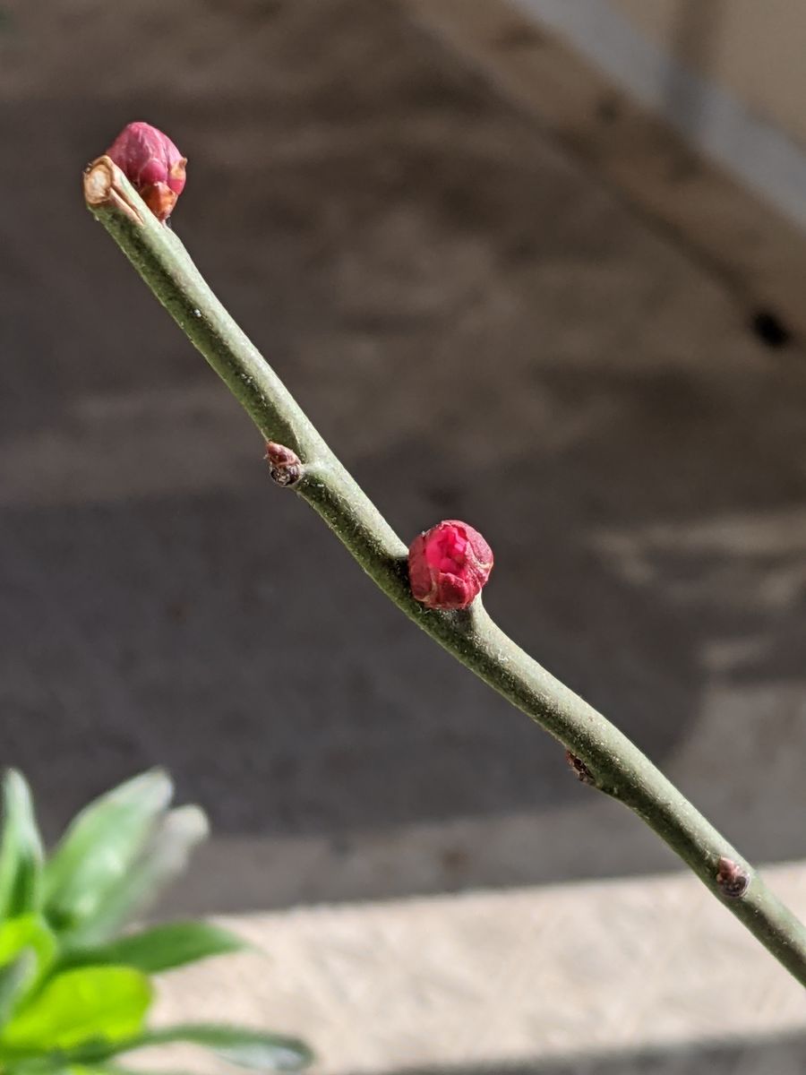 ようやく新芽が！ 花芽が２つ！