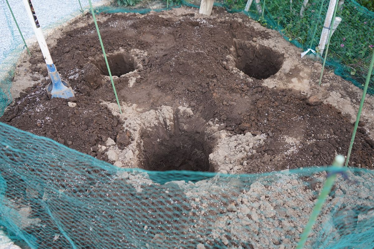 巨大ひまわりにチャレンジ 植込み穴を掘る