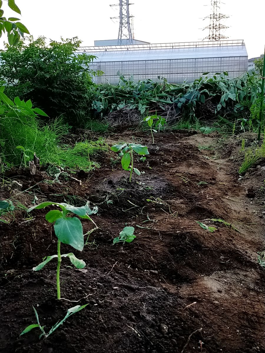 巨大ひまわりにチャレンジ 残り７苗の植え付け