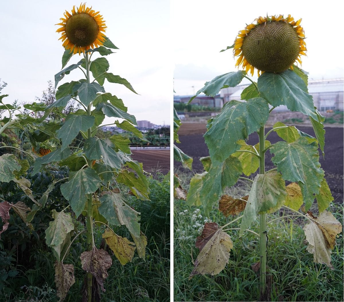 巨大ひまわりにチャレンジ 畑のヒマワリ