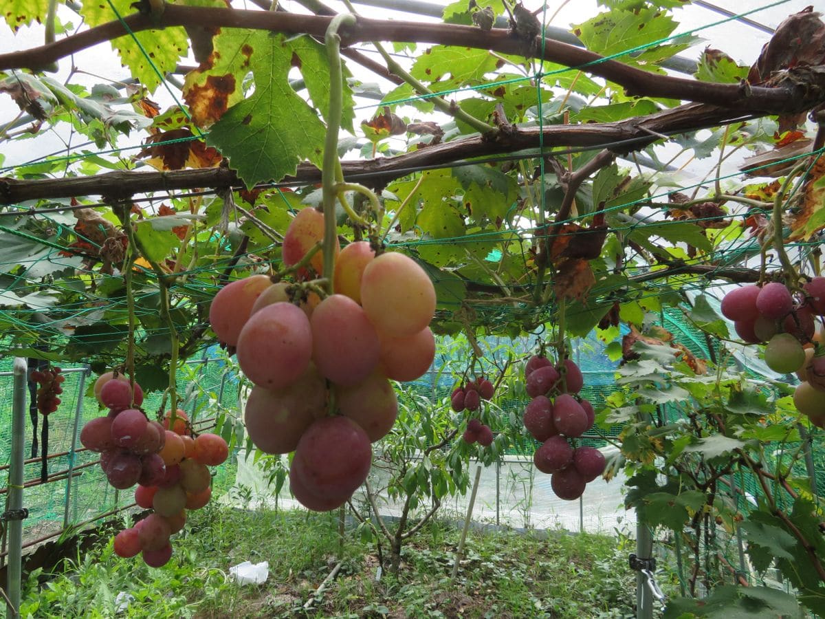 ハクビシンに負けないブドウ栽培！(雨よけハウス＋防獣ネット） ついに収穫を迎えたクィーンニーナ。