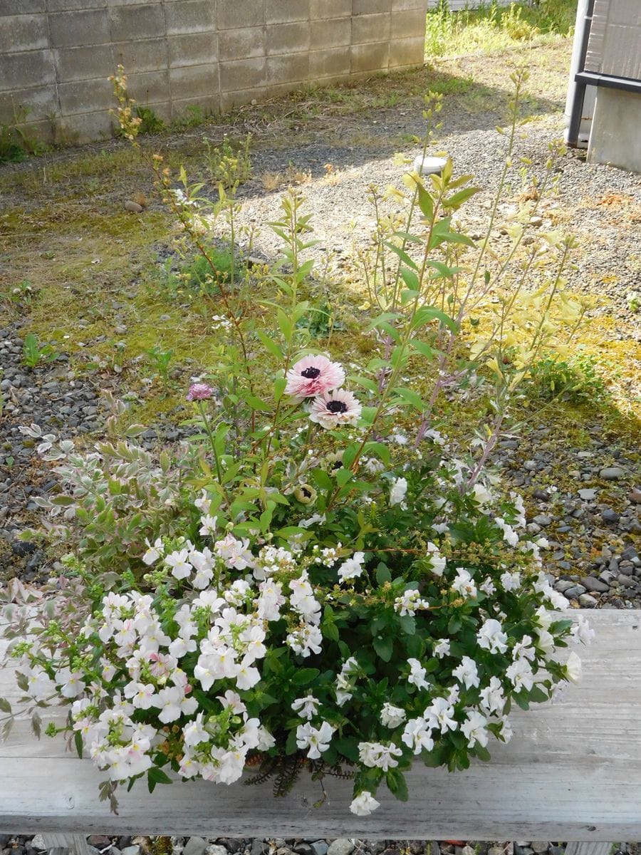 春の野に出でて 一ヶ月後の姿