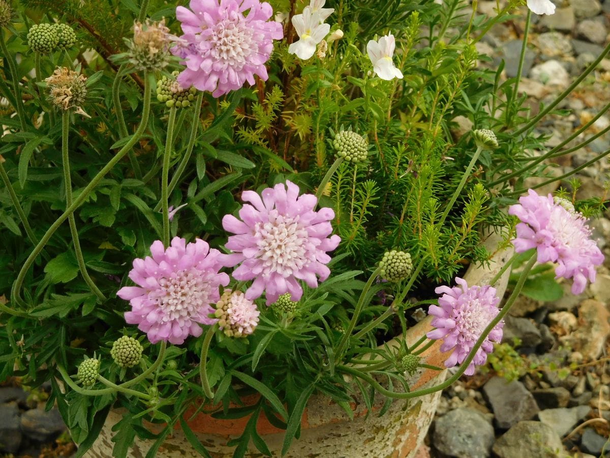 春の野に出でて 寄せ植えは解散です