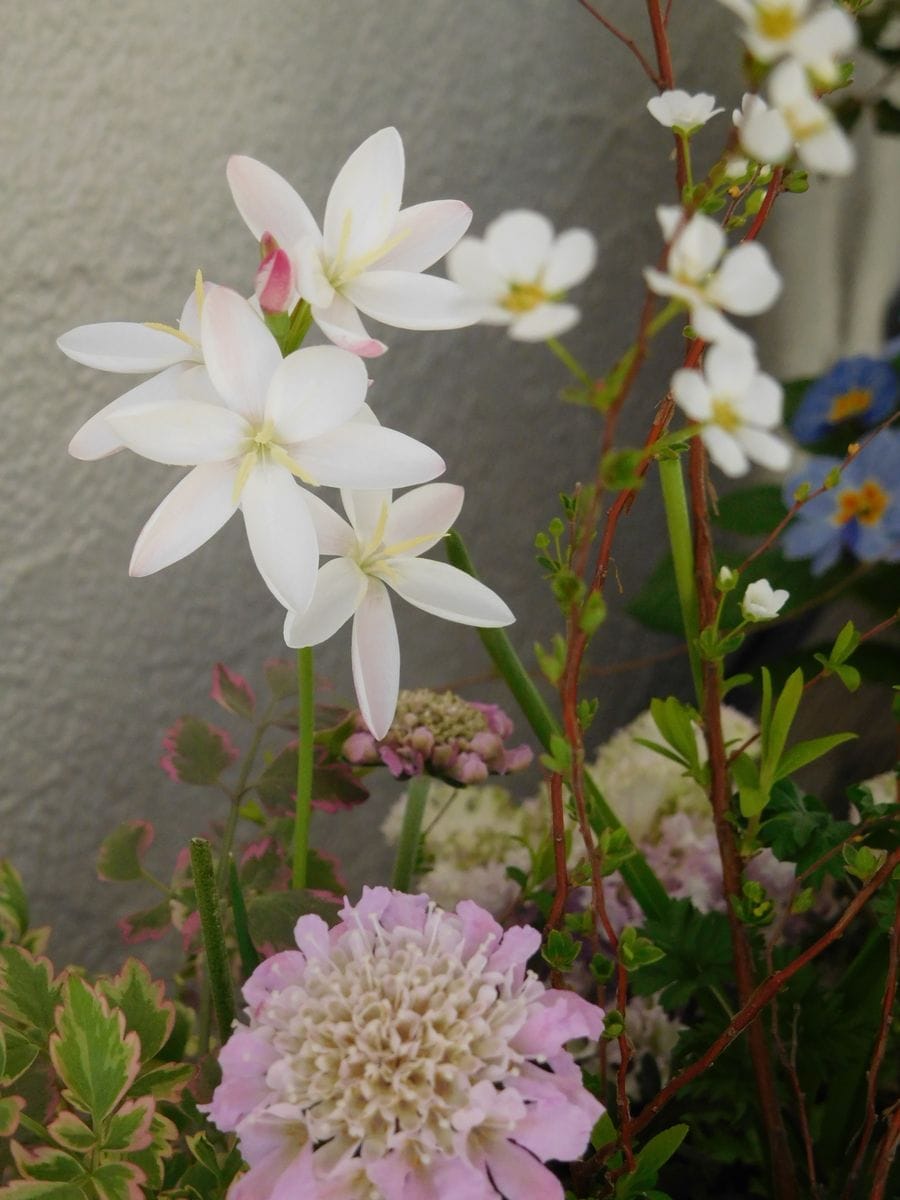 春の野に出でて ヘスペランサ・ククラータの花が