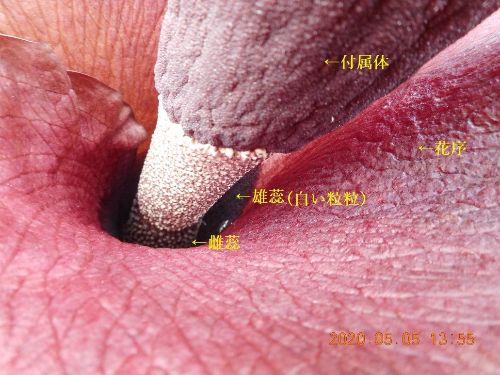 コンニャクの花が見たくて・・・育てています 雄蕊・雌蕊(2020-5-5)