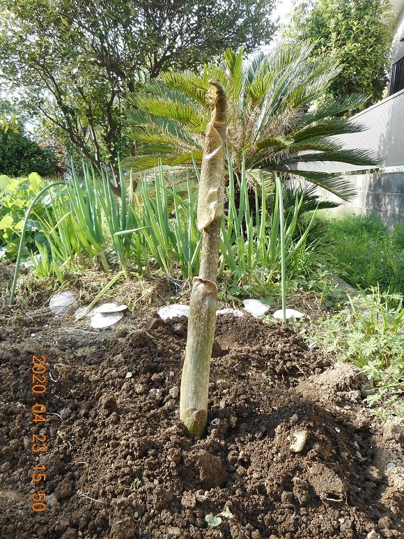 コンニャクの花が見たくて・・・育てています 畑に植付けた(R2-4-23)