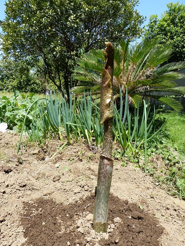 コンニャクの花が見たくて・・・育てています 2020-4-25