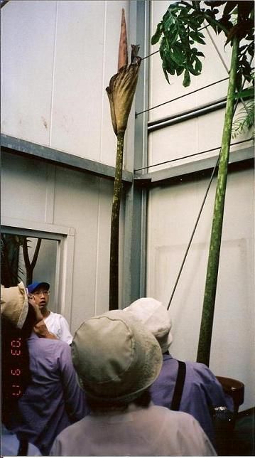 コンニャクの花が見たくて・・・育てています