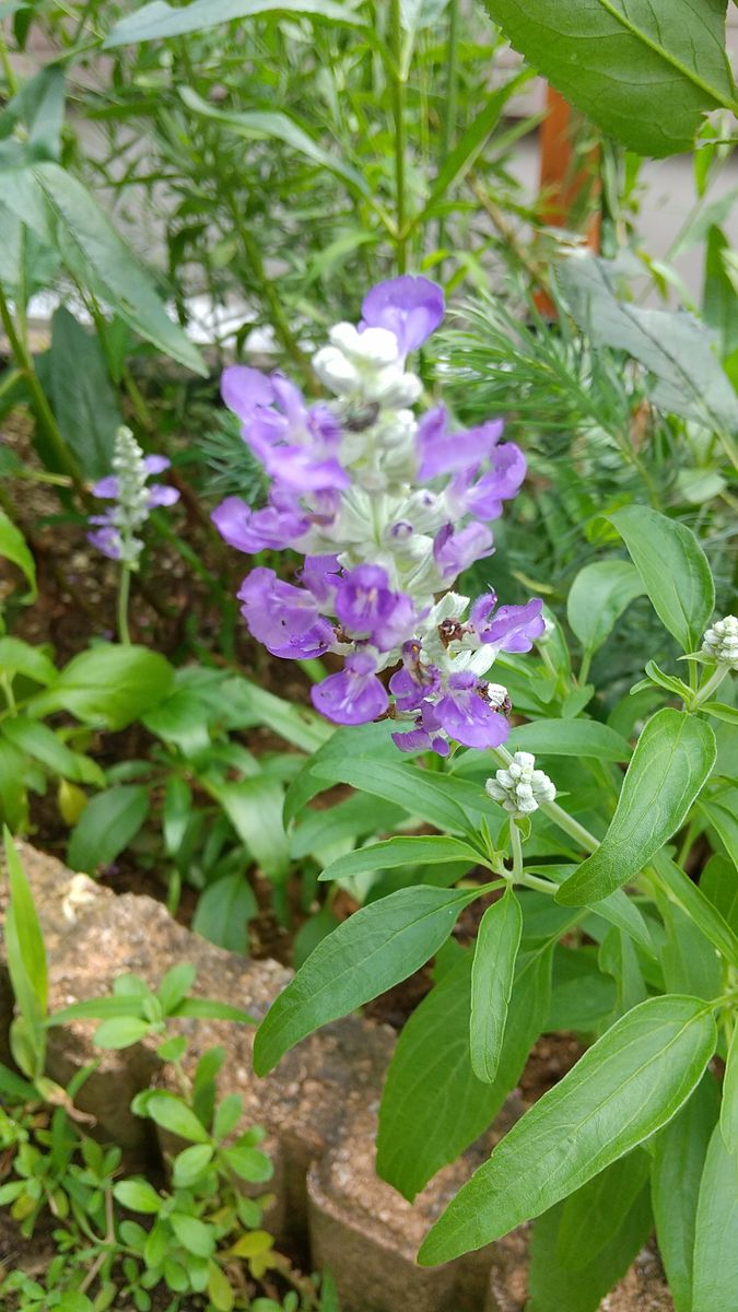 サルビアファリナセアの種まきに挑戦💜 咲きました