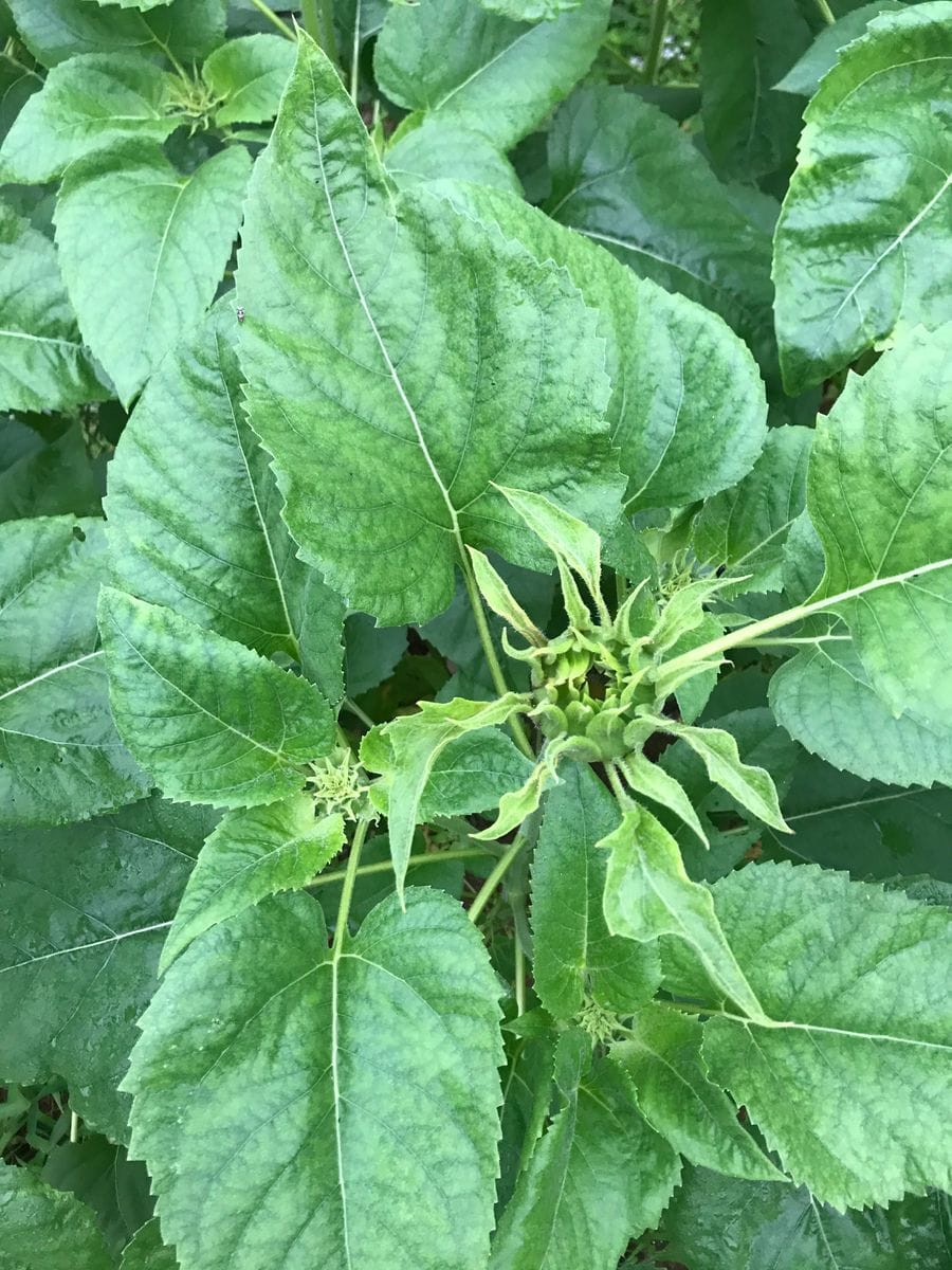 八重ひまわりを咲かせよう🌻【カインズからのプレゼント】 2020年7/18 つぼみかな？