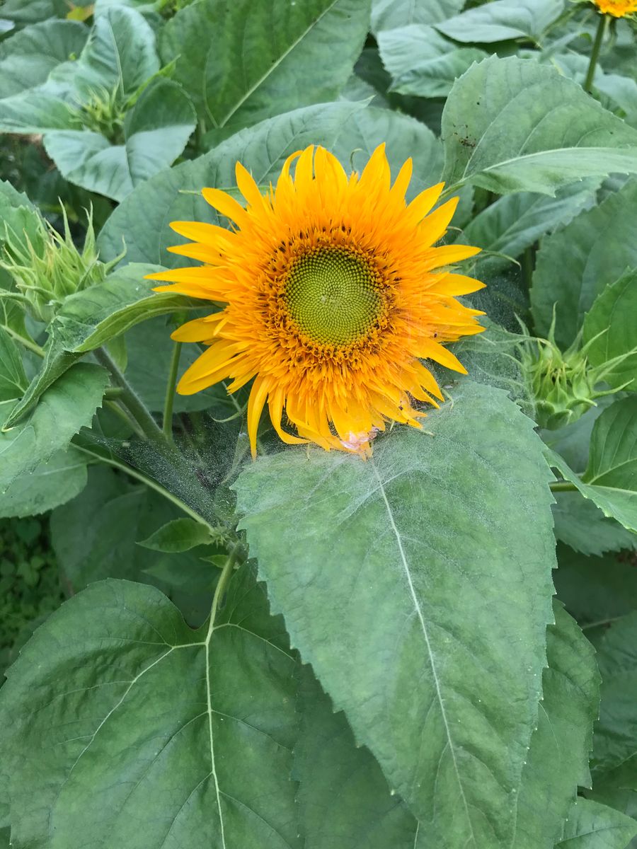 八重ひまわりを咲かせよう🌻【カインズからのプレゼント】 2020年7/20 開花