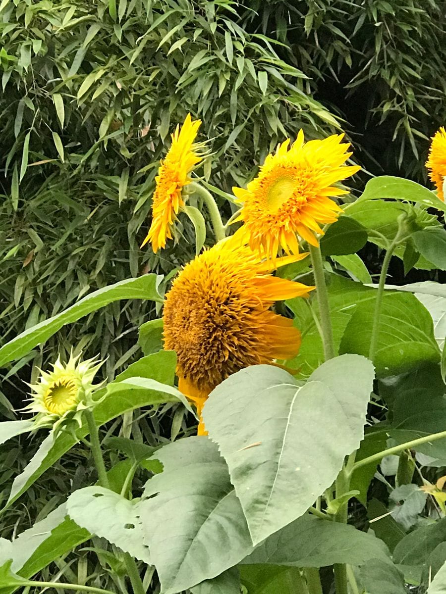 八重ひまわりを咲かせよう🌻【カインズからのプレゼント】 同日、ズーム機能を使ってパシャリ📷