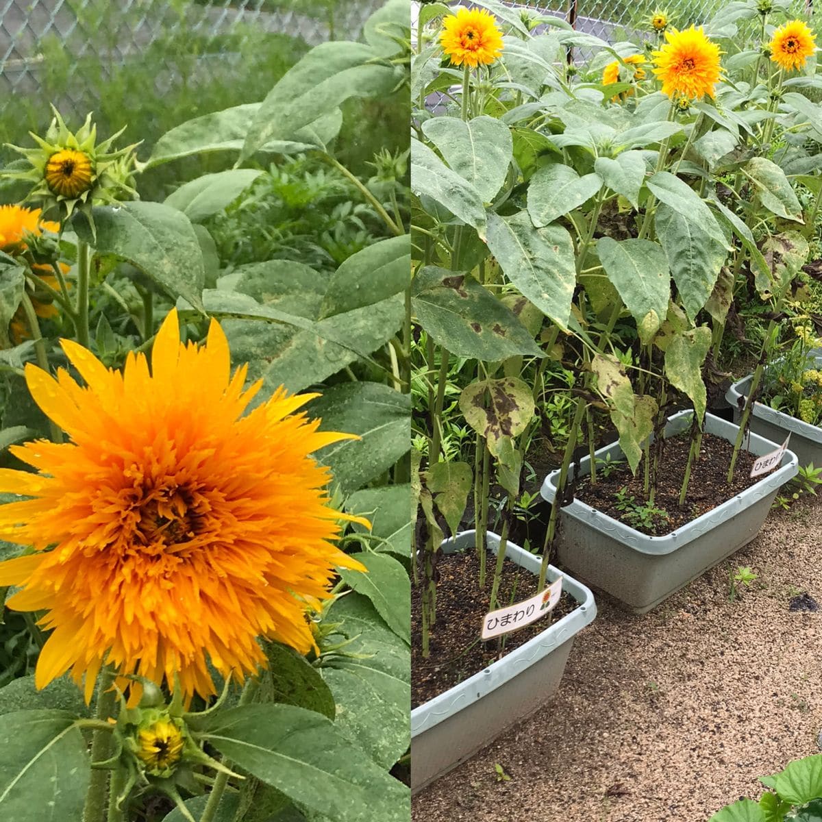 八重ひまわりを咲かせよう🌻【カインズからのプレゼント】 同日、保育施設のひまわり