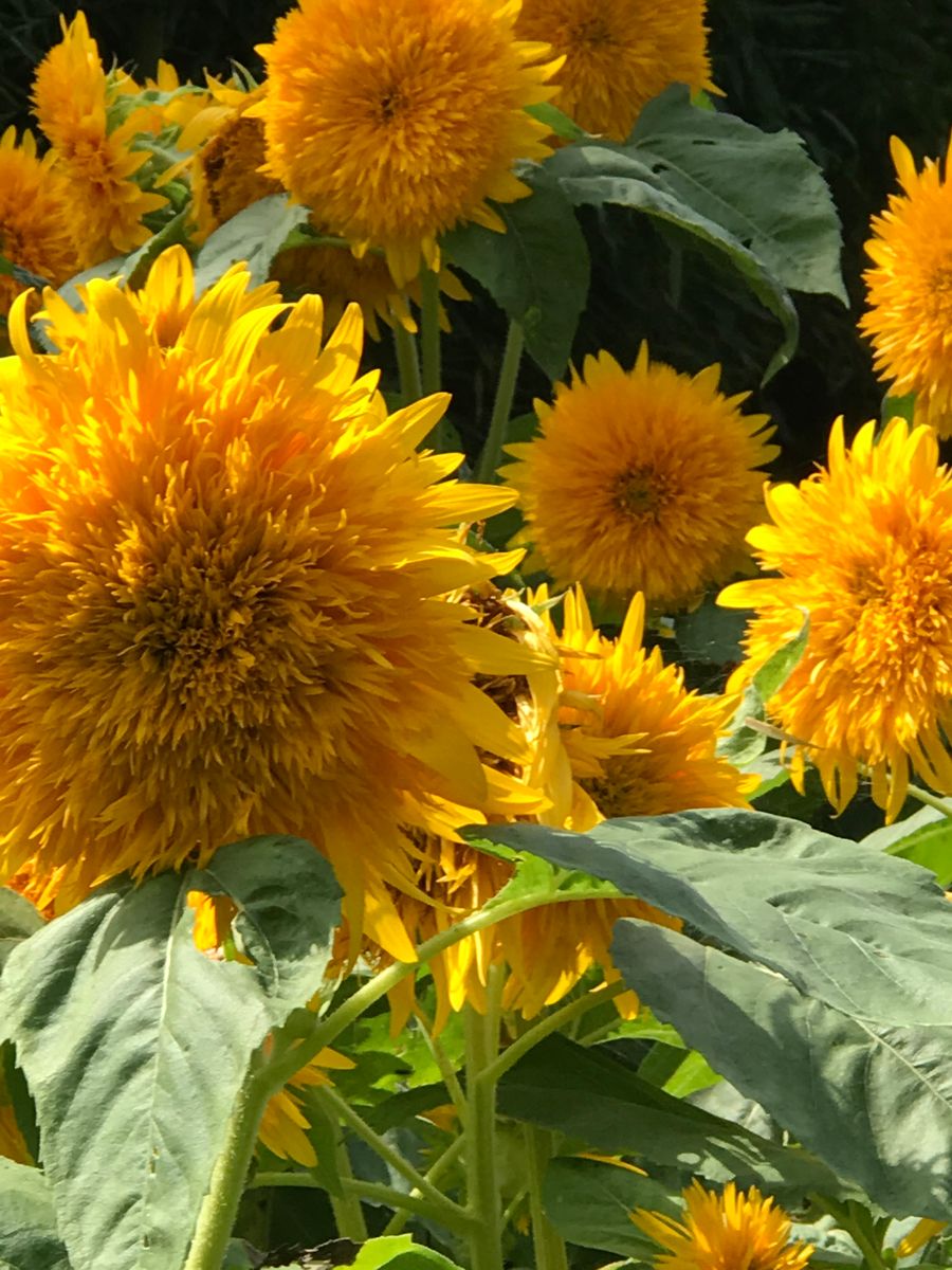 八重ひまわりを咲かせよう🌻【カインズからのプレゼント】 同日、アップはこちら