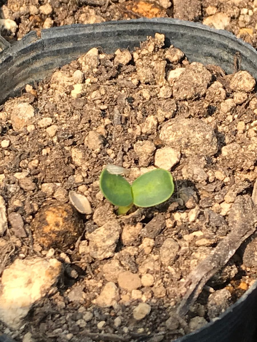 八重ひまわりを咲かせよう🌻【カインズからのプレゼント】 2020年5/2 発芽