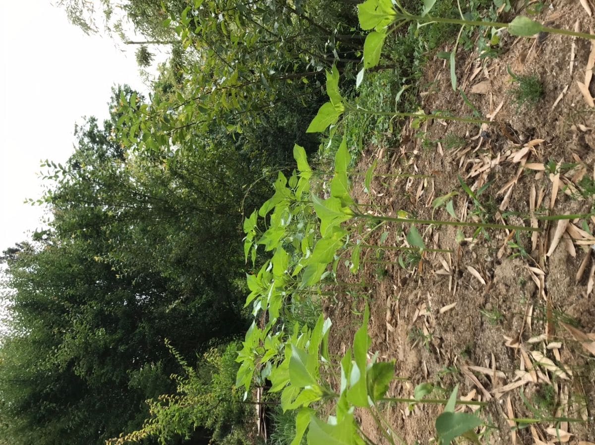 八重ひまわりを咲かせよう🌻【カインズからのプレゼント】 2020年6/18 少し育つ