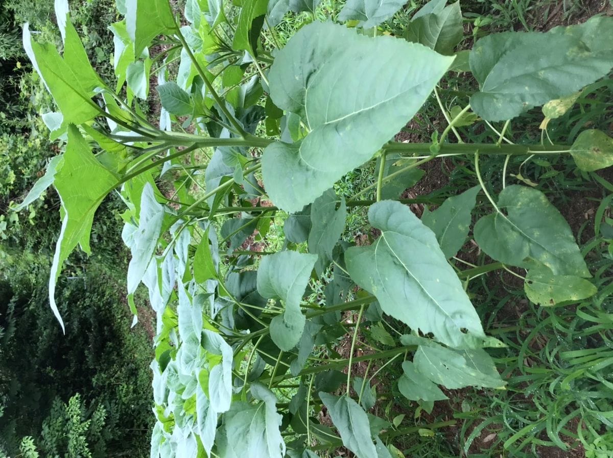 八重ひまわりを咲かせよう🌻【カインズからのプレゼント】 2020年7/5 すくすく