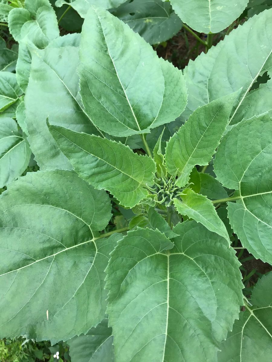 八重ひまわりを咲かせよう🌻【カインズからのプレゼント】 同日、上からみて