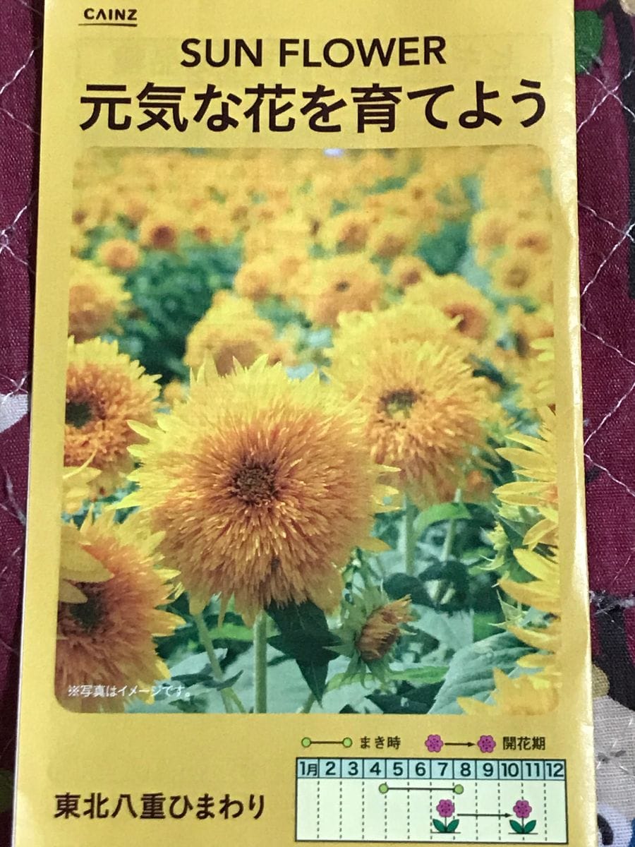 八重ひまわりを咲かせよう🌻【カインズからのプレゼント】