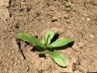 ザハラレッドを種から育てます ５月２９日　ザハラレッド花壇に植えました