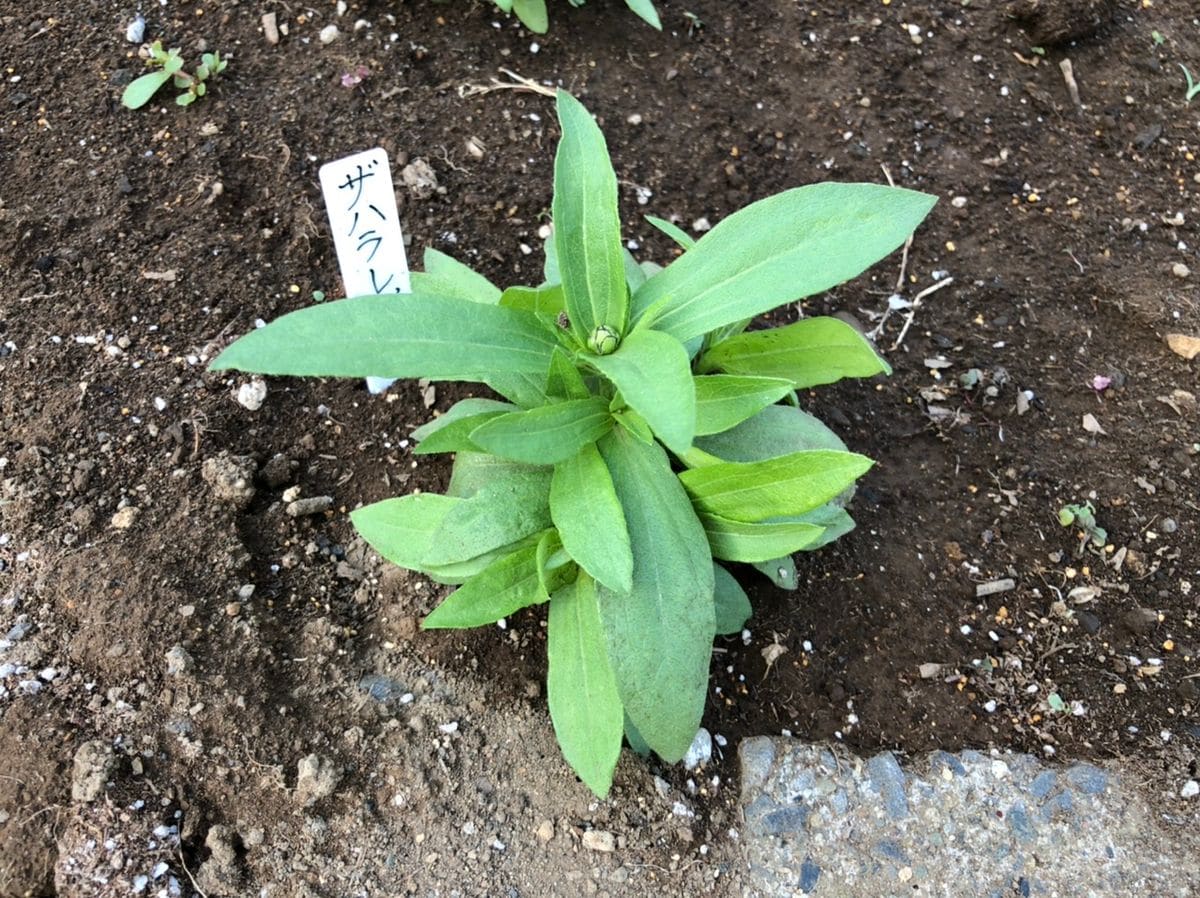 ザハラレッドを種から育てます ６月９日　花壇に植えた苗の様子