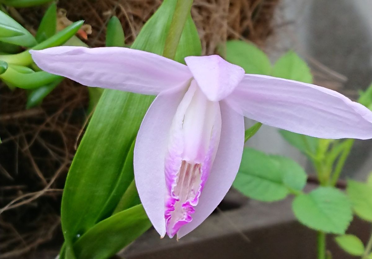 貴女はクチベニシランさん🌱 花が開きました❤️