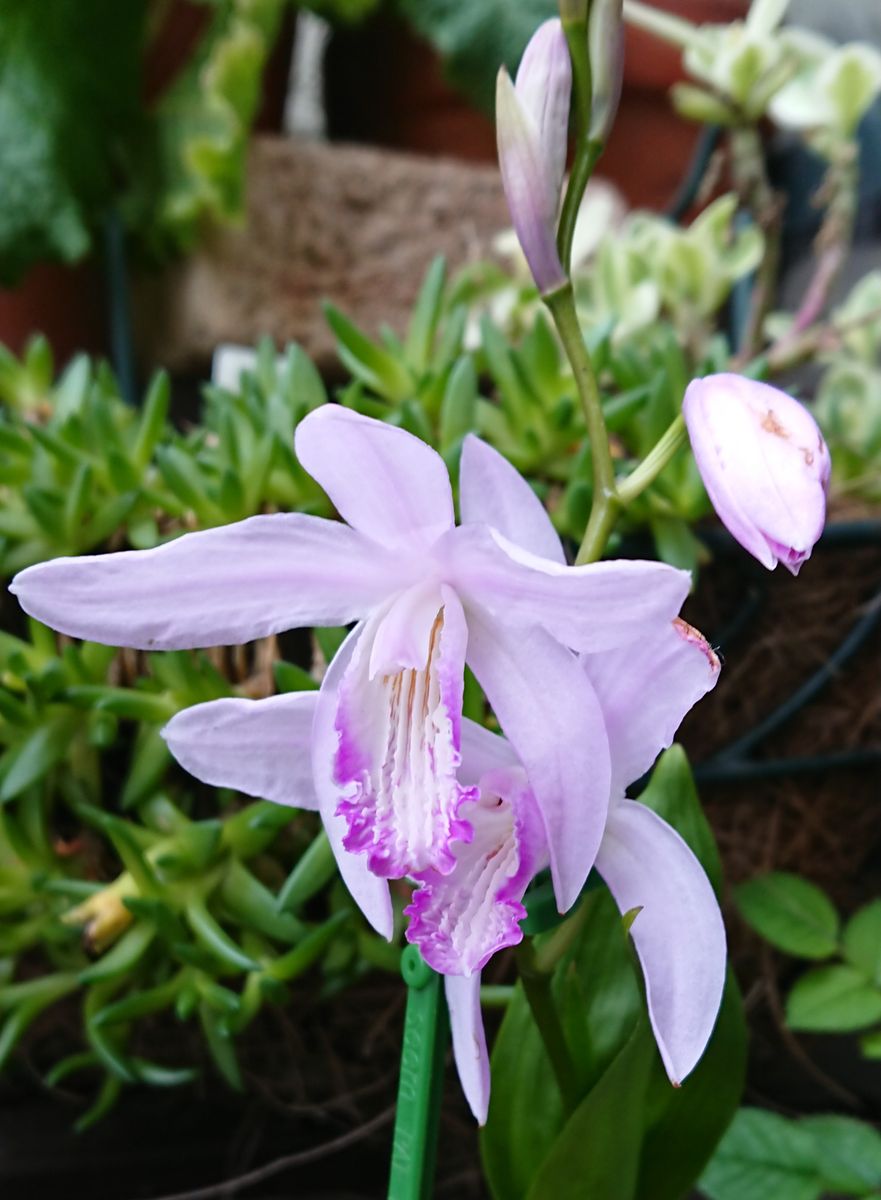 貴女はクチベニシランさん🌱 翌日の様子です☺️