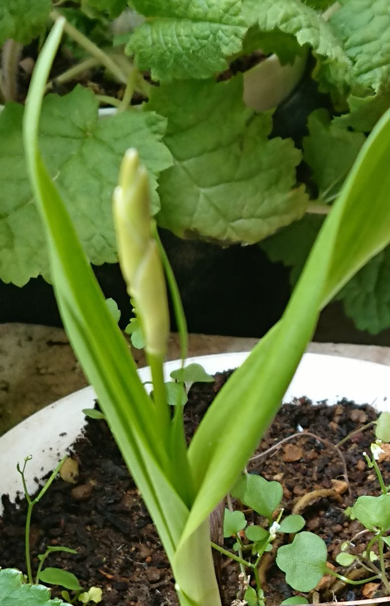 貴女はクチベニシランさん🌱 今日は…🤔