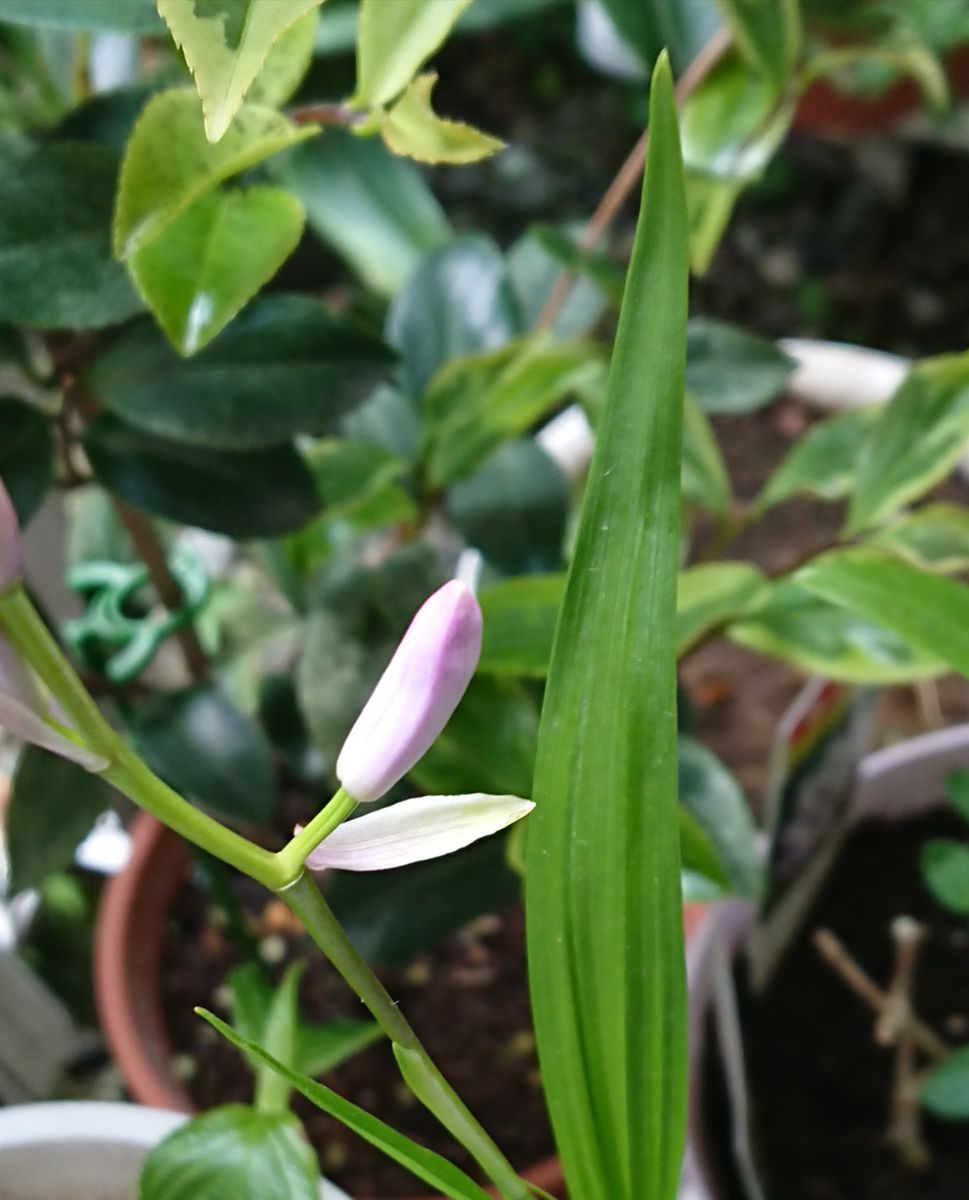 貴女はクチベニシランさん🌱 (5月11日) ちょっと変わったけど🤔