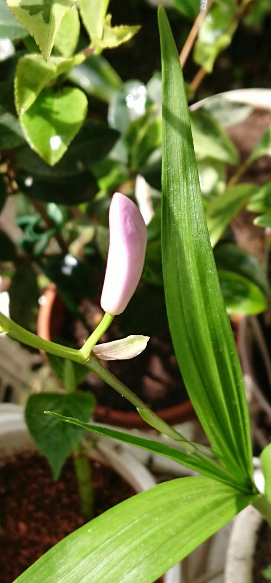 貴女はクチベニシランさん🌱 もしかしたら🤔