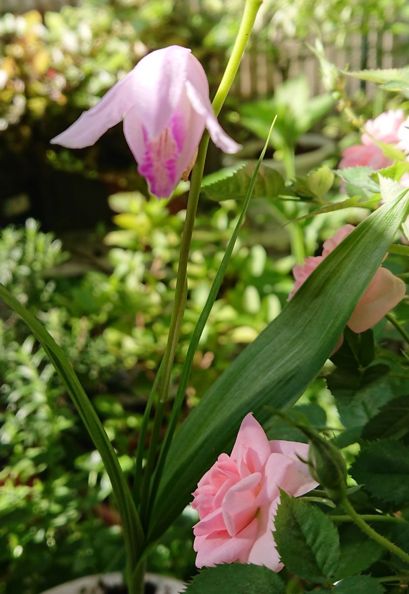 貴女はクチベニシランさん🌱 名前がわかりました☺️