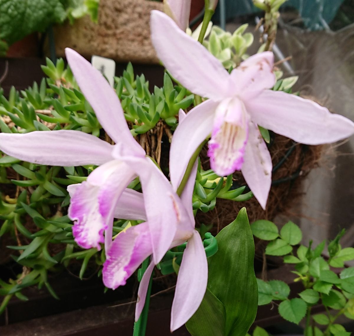 貴女はクチベニシランさん🌱