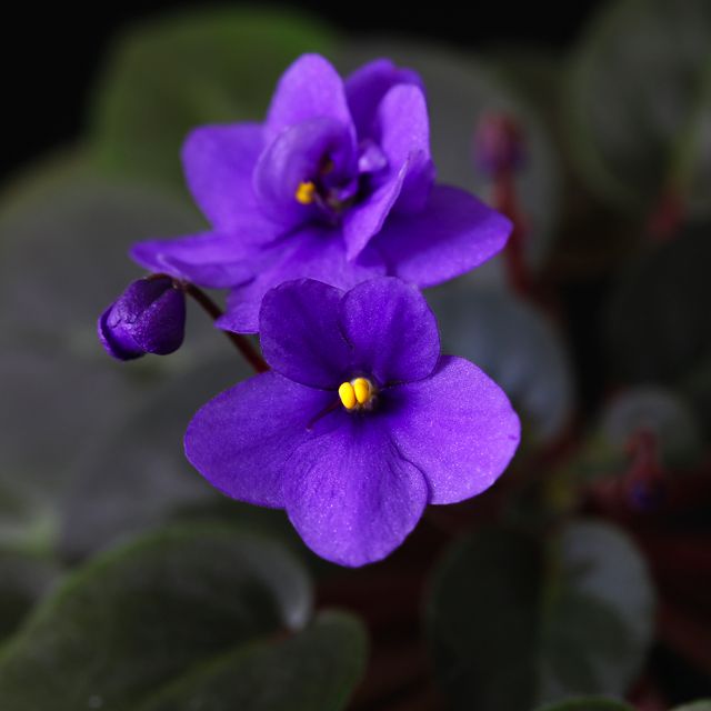 茎が長くなった株の再生 開花