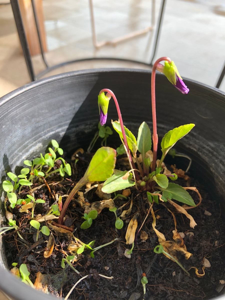 道端のすみれ 花が咲かないままタネができて、、