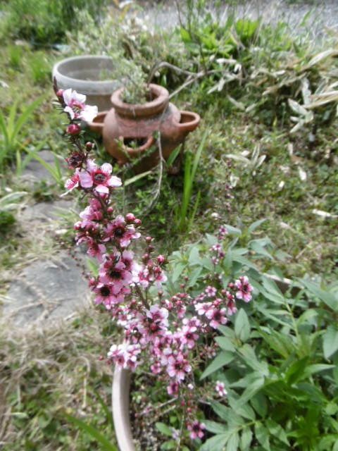 ハーブの花が咲きました きれいなピンクの花が咲きました