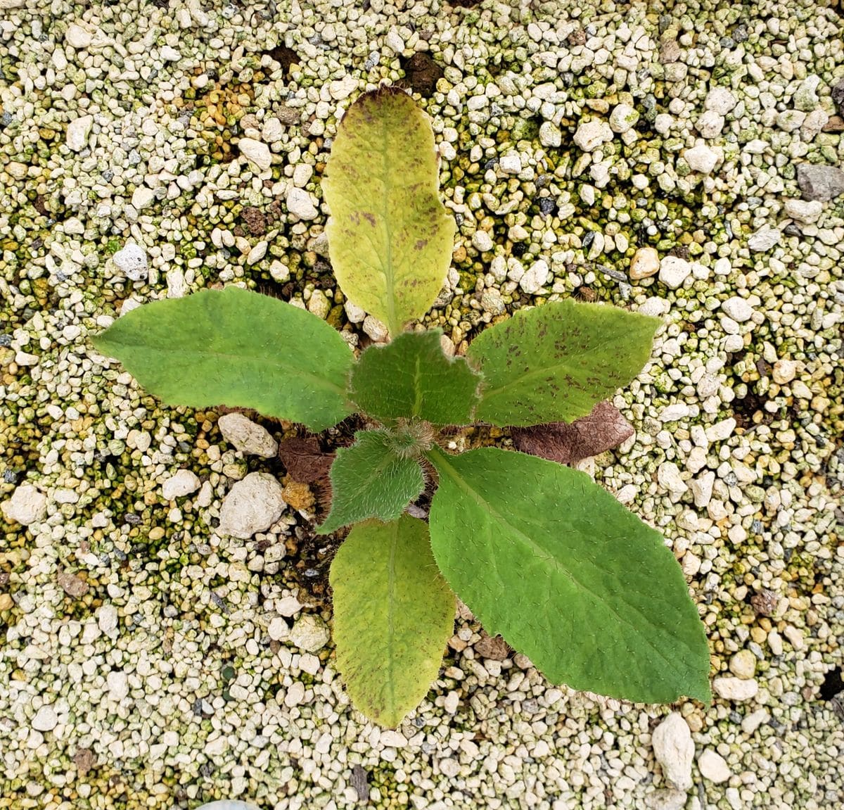 グランディス 育成記録🌱 5月13日 かなり成長しました。