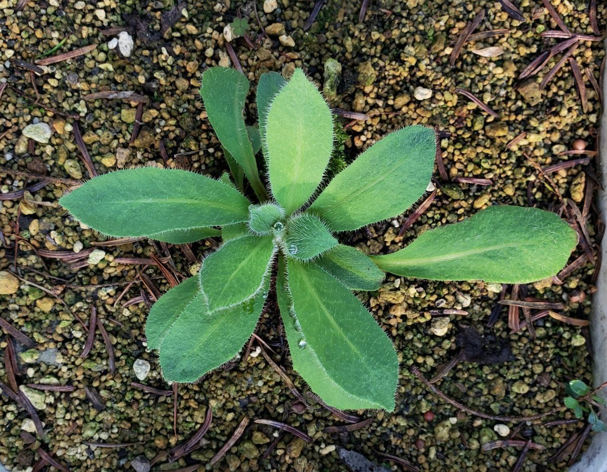 グランディス 育成記録🌱 8月28日 新芽が出てきて復活🌿